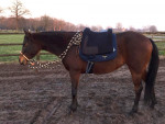 Barebackpad Support Small/ Medium met Dring op voorste steun